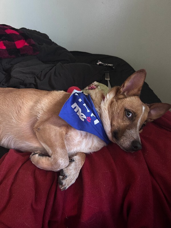 Picture of the Animal Listed