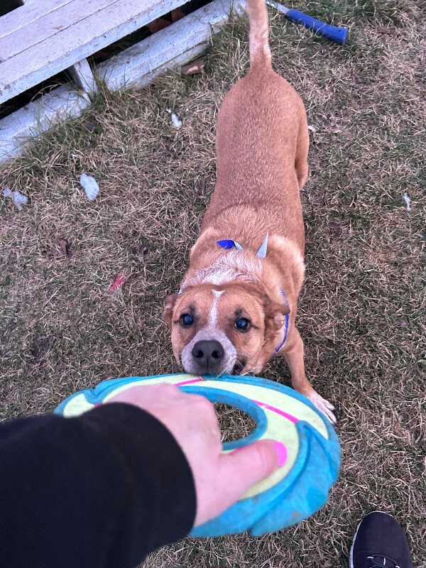 Picture of the Animal Listed