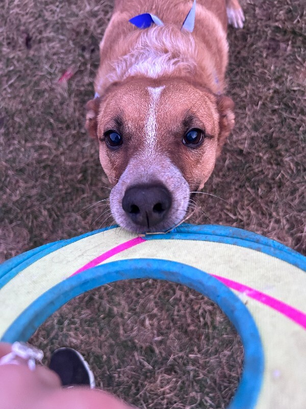 Picture of the Animal Listed