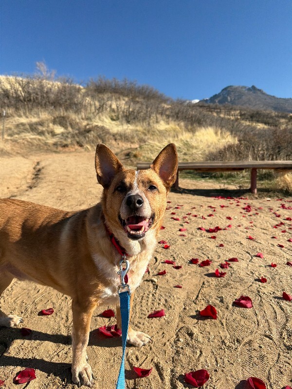 Picture of the Animal Listed