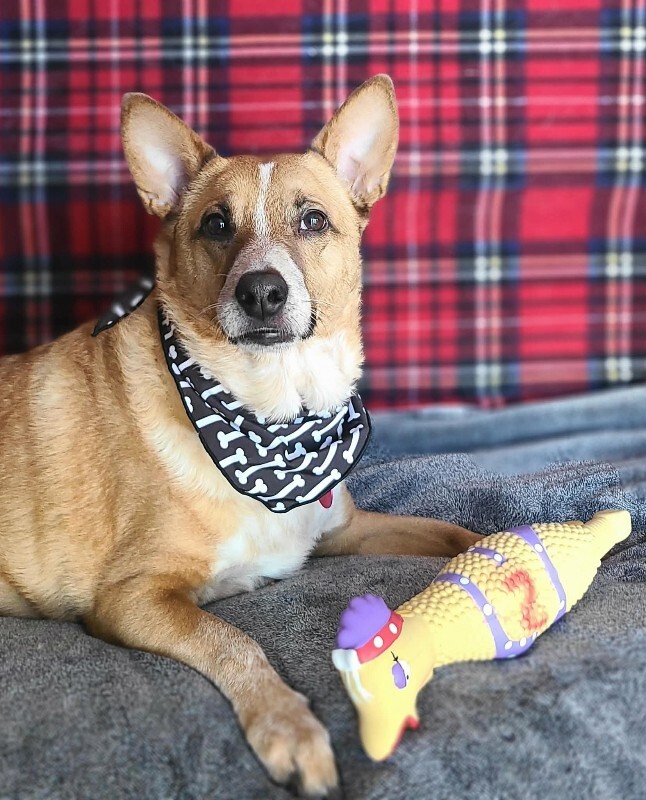 Picture of the Animal Listed