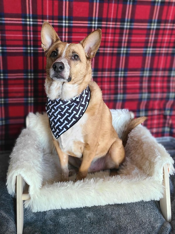 Picture of the Animal Listed