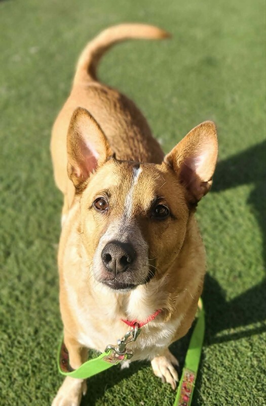 Picture of the Animal Listed