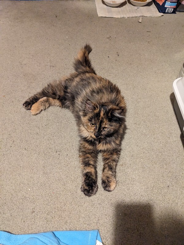 Picture of the Animal Listed