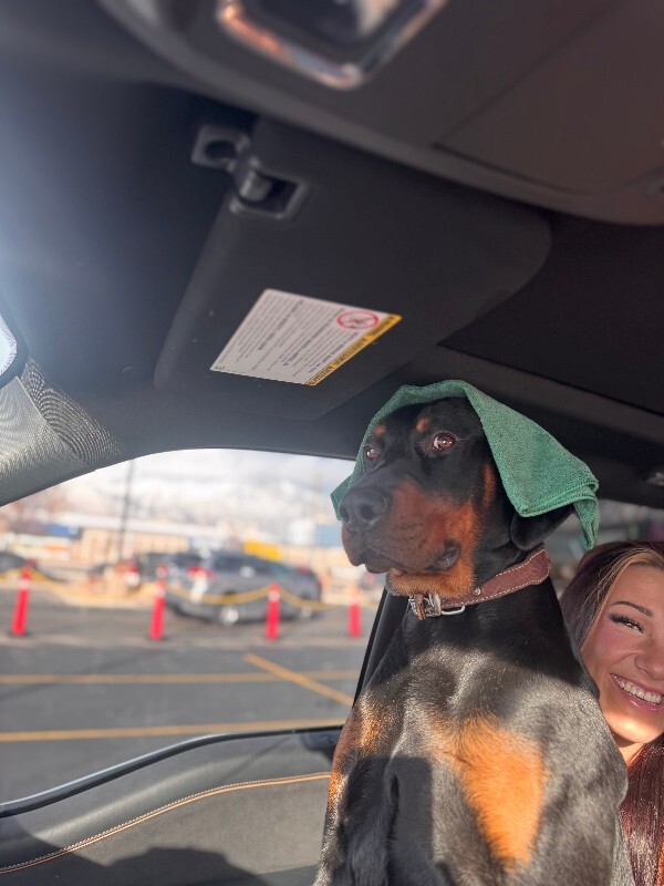 Picture of the Animal Listed