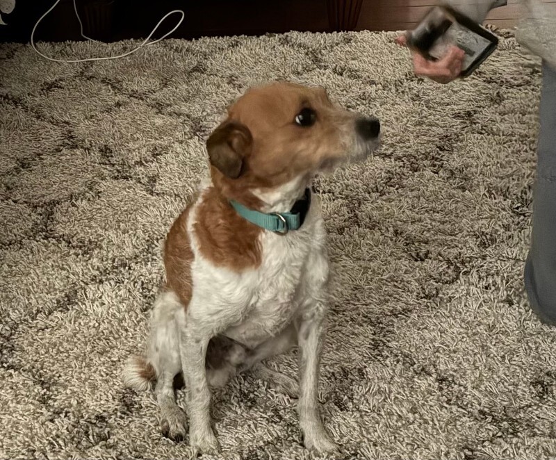 Picture of the Animal Listed