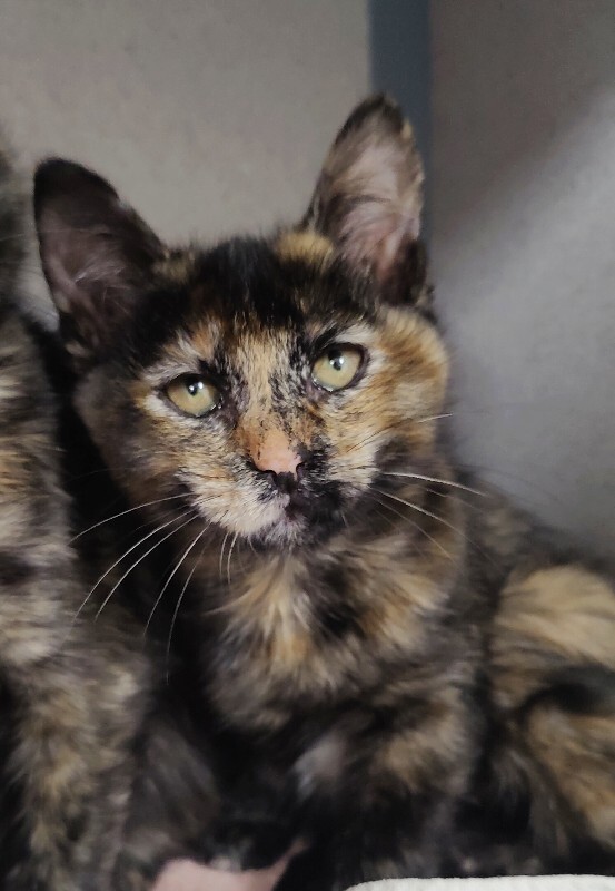 Picture of the Animal Listed