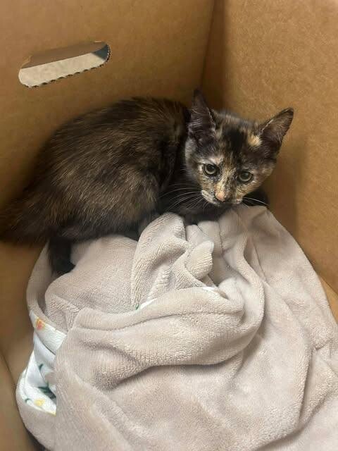 Picture of the Animal Listed