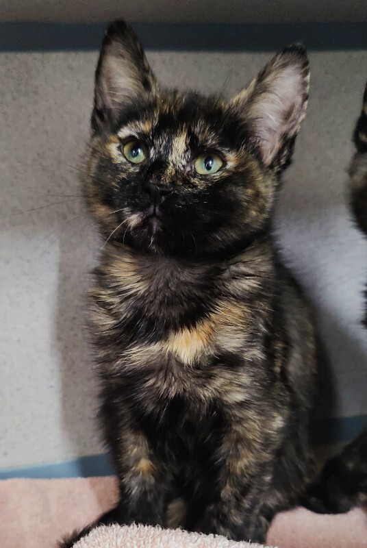 Picture of the Animal Listed