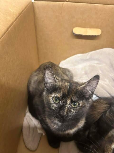 Picture of the Animal Listed