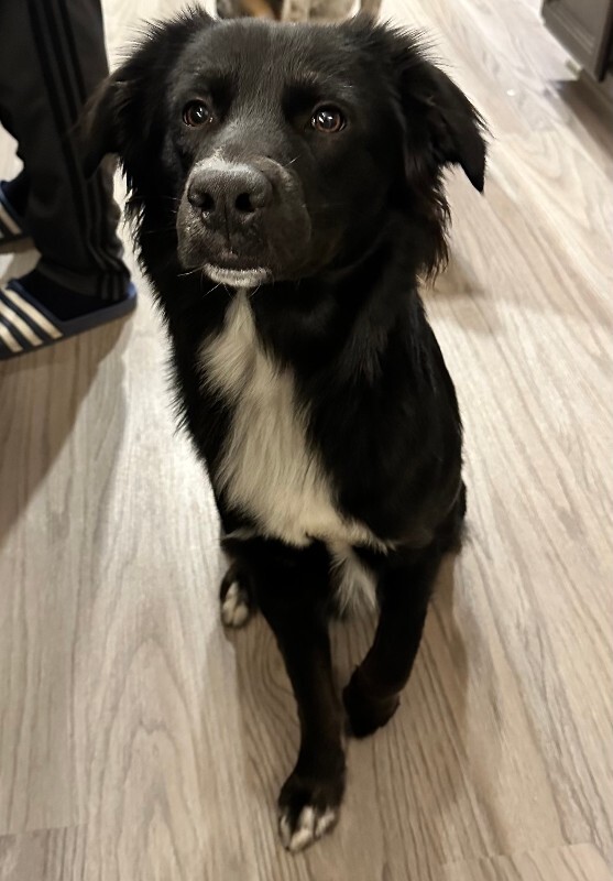 Picture of the Animal Listed