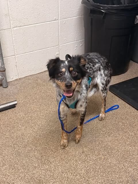 Picture of the Animal Listed