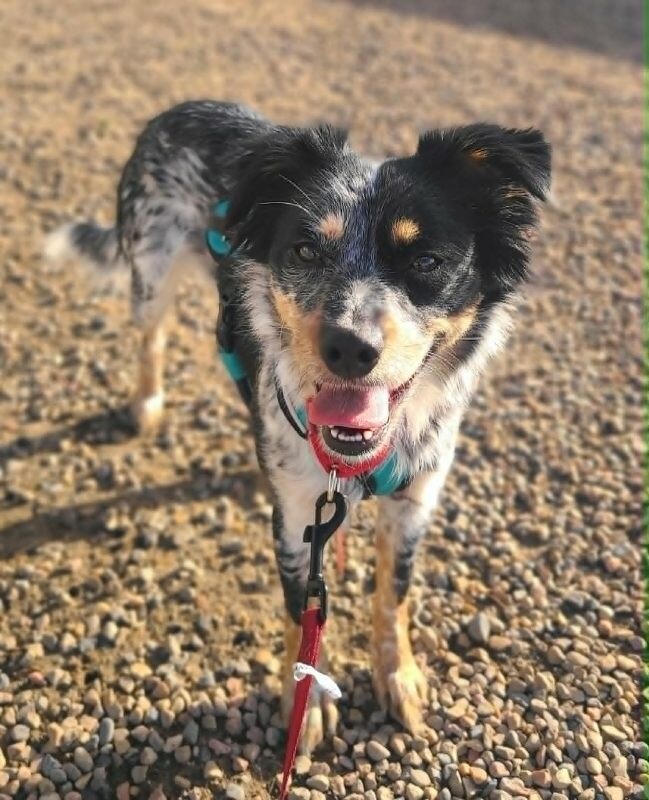 Picture of the Animal Listed