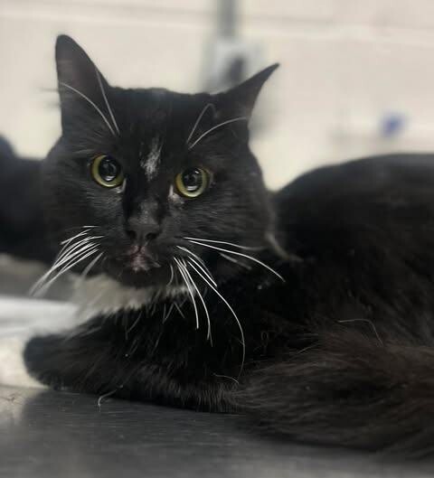 Picture of the Animal Listed