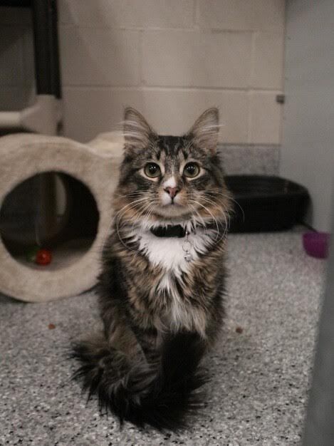 Picture of the Animal Listed