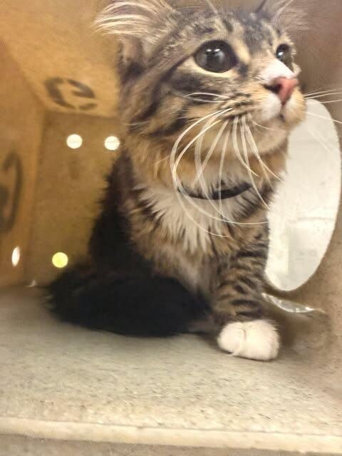 Picture of the Animal Listed