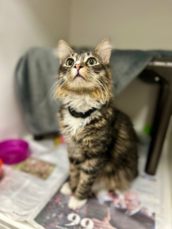 Picture of the Animal Listed