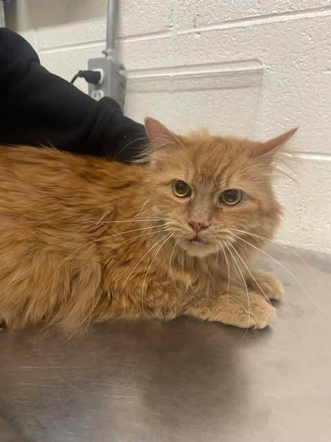 Picture of the Animal Listed