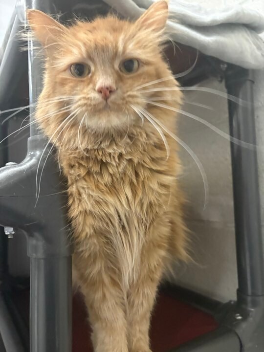 Picture of the Animal Listed