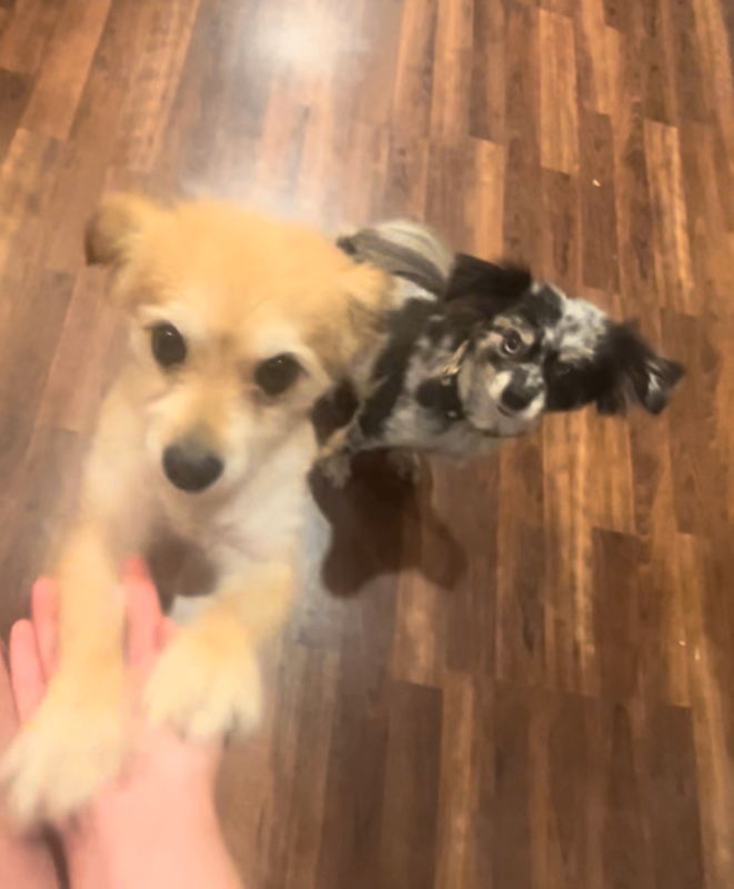 Picture of the Animal Listed