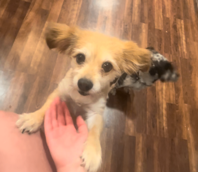 Picture of the Animal Listed