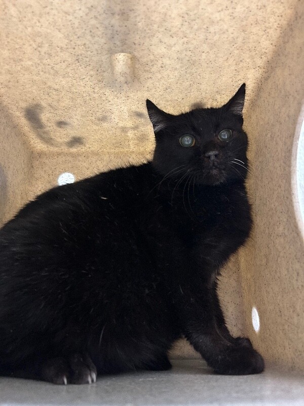 Picture of the Animal Listed