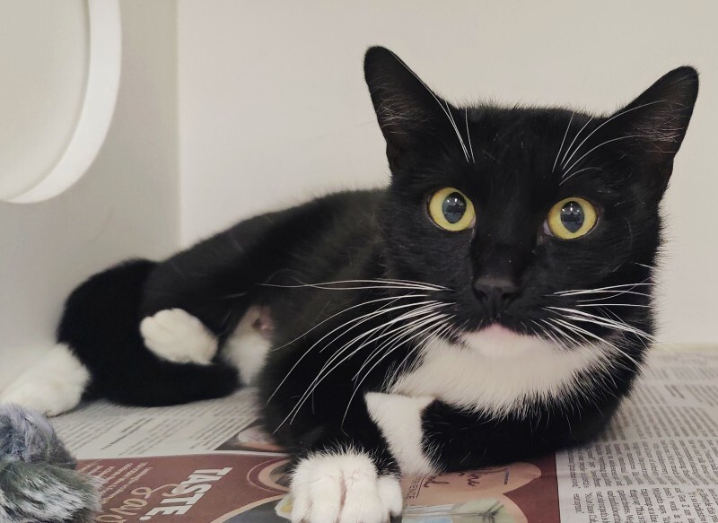 Picture of the Animal Listed