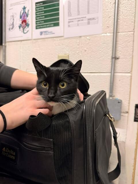 Picture of the Animal Listed