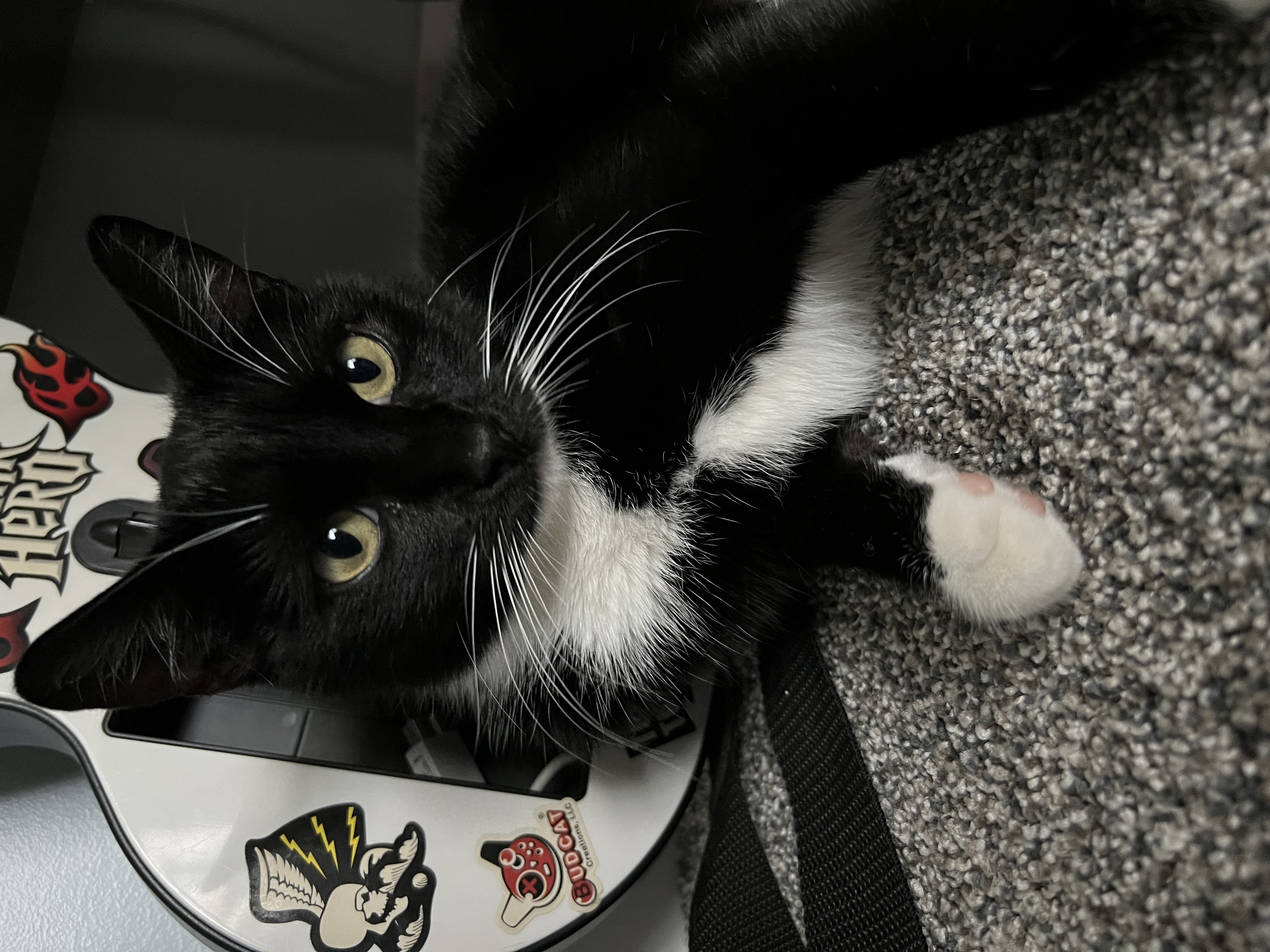 Picture of the Animal Listed