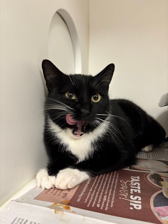 Picture of the Animal Listed