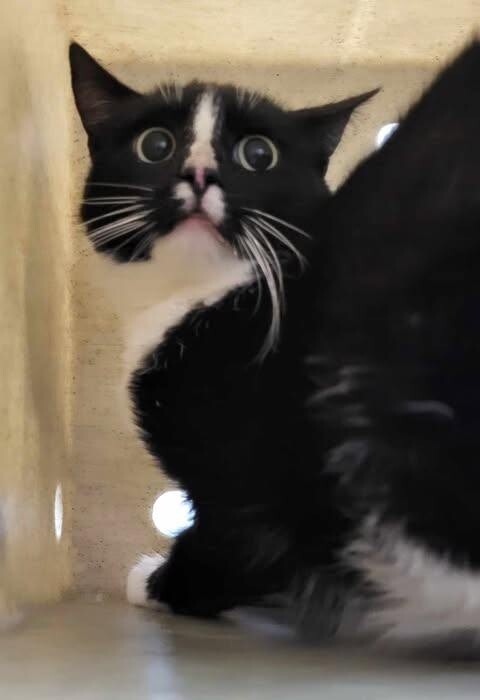 Picture of the Animal Listed