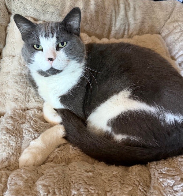 Picture of the Animal Listed