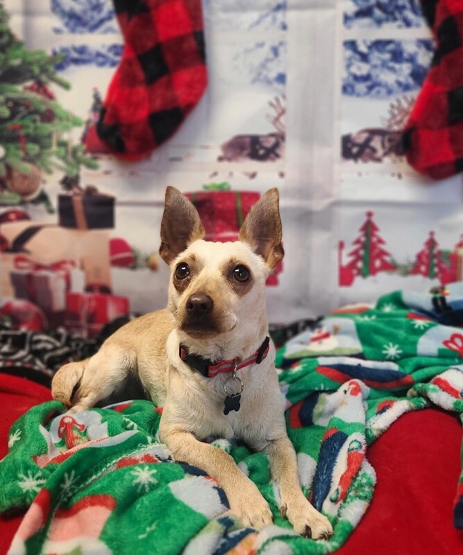 Picture of the Animal Listed