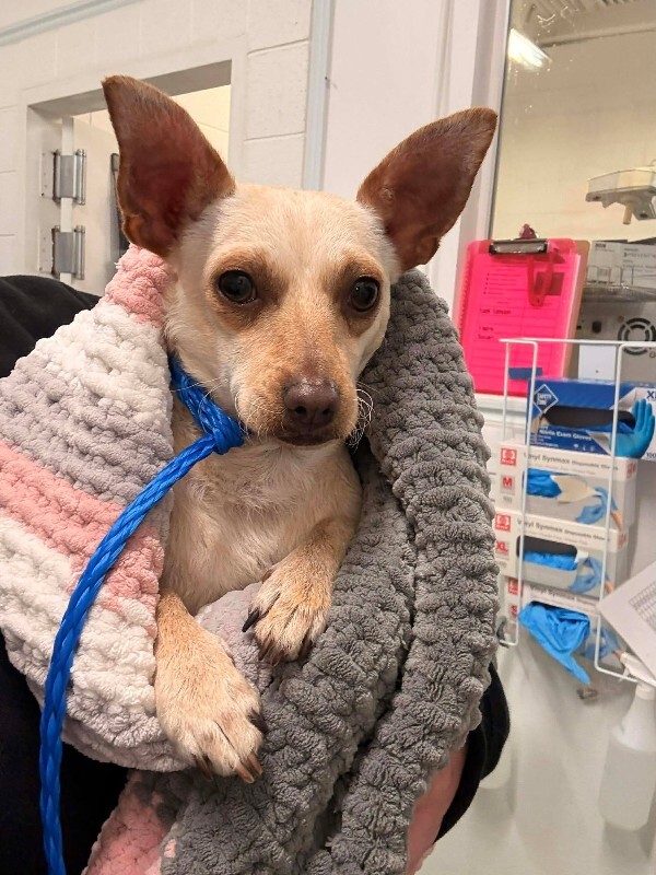 Picture of the Animal Listed