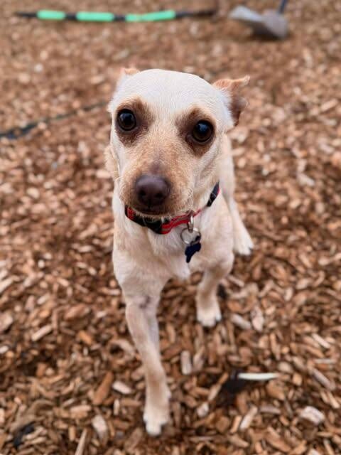 Picture of the Animal Listed