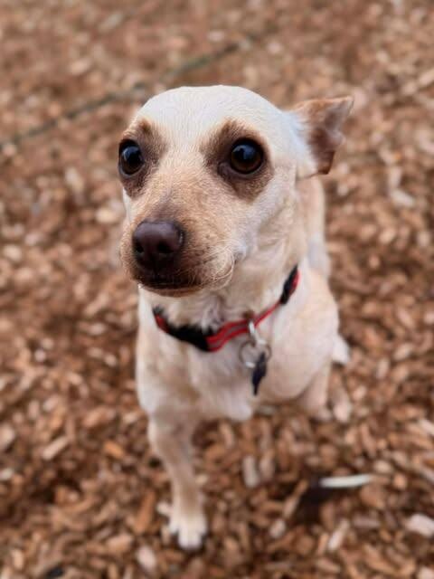 Picture of the Animal Listed