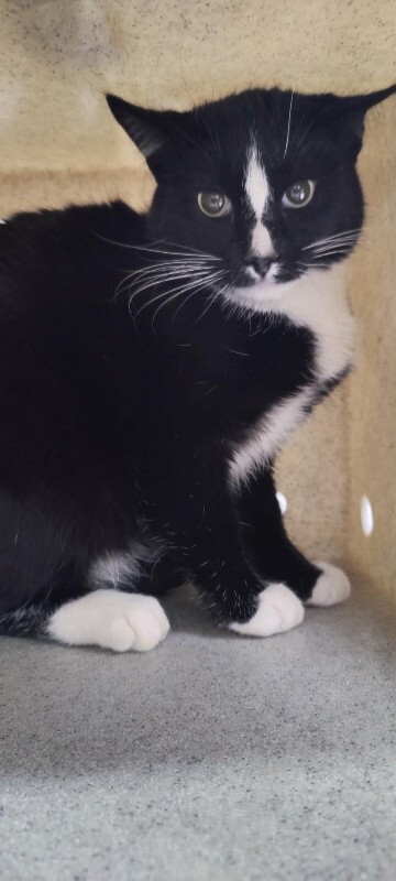 Picture of the Animal Listed