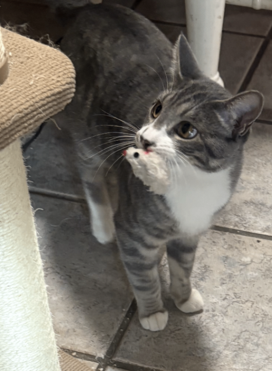 Picture of the Animal Listed