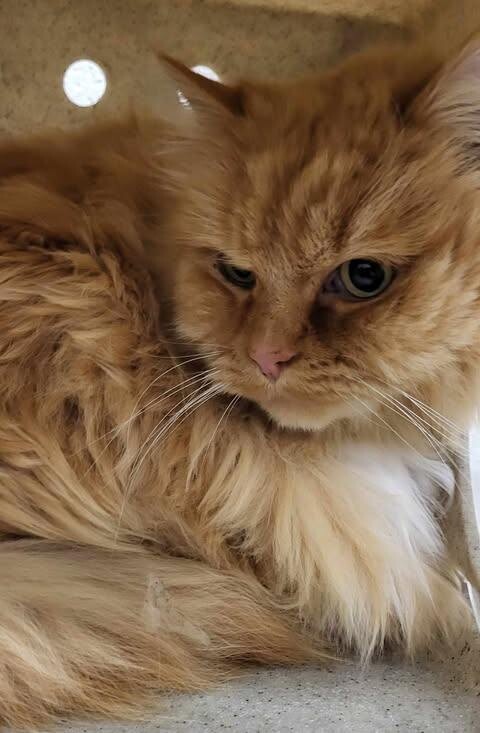 Picture of the Animal Listed