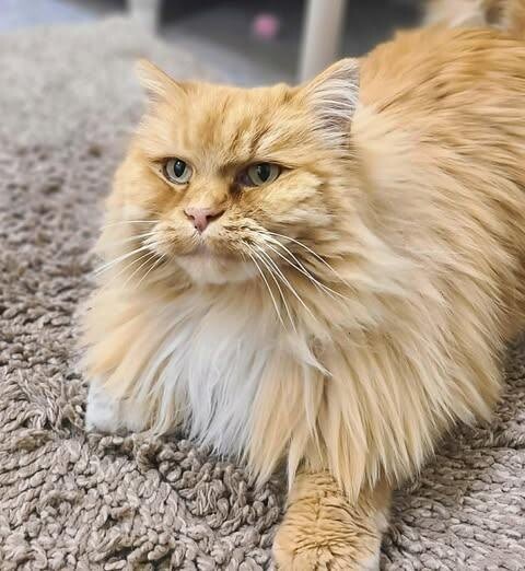 Picture of the Animal Listed