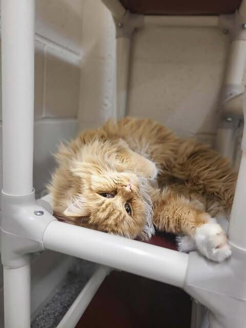 Picture of the Animal Listed