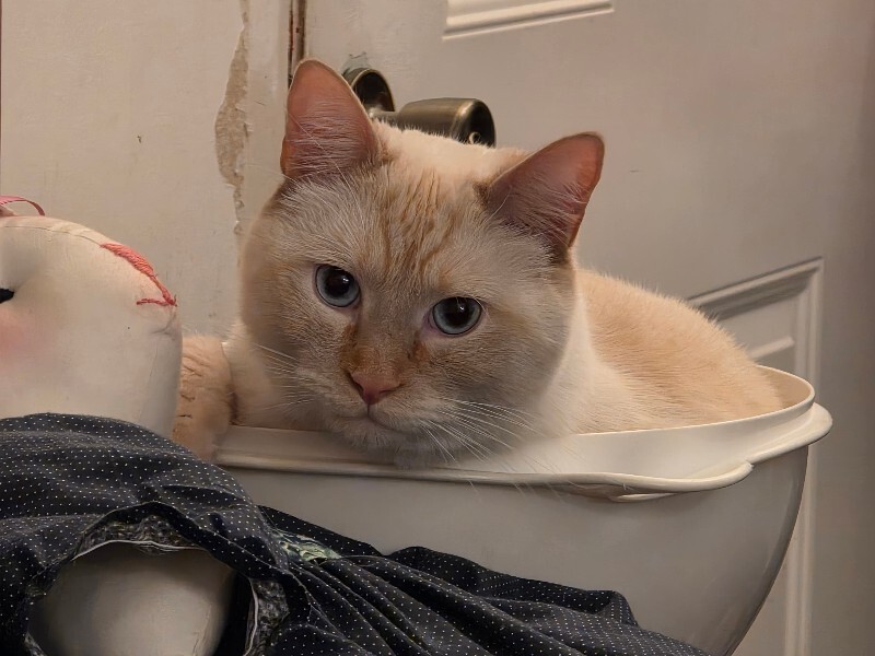 Picture of the Animal Listed