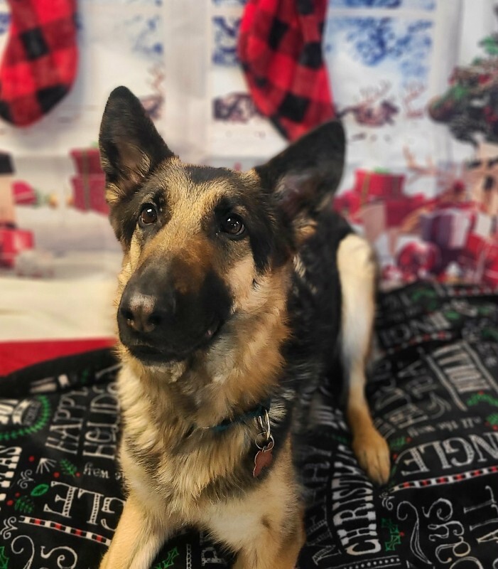 Picture of the Animal Listed