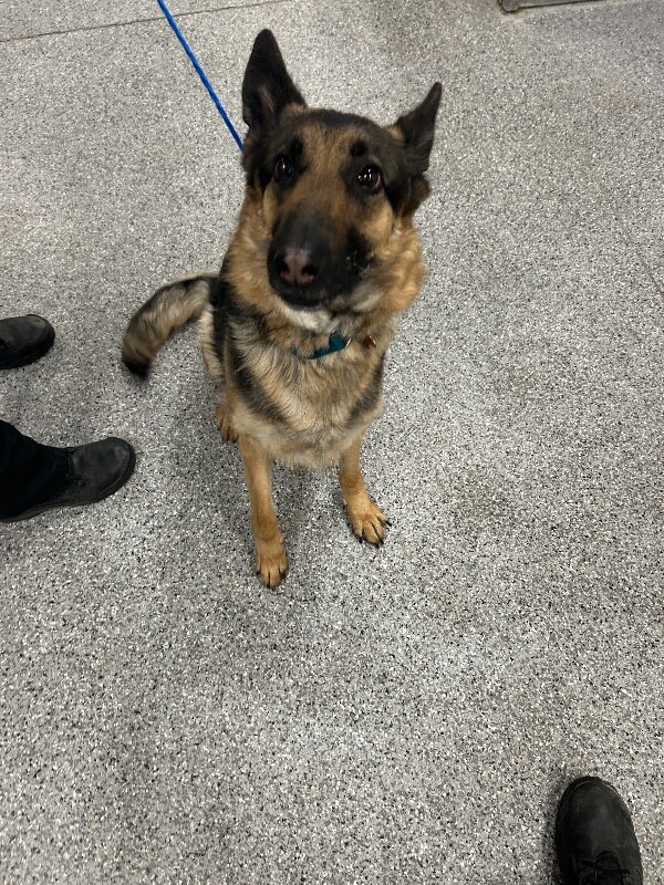 Picture of the Animal Listed