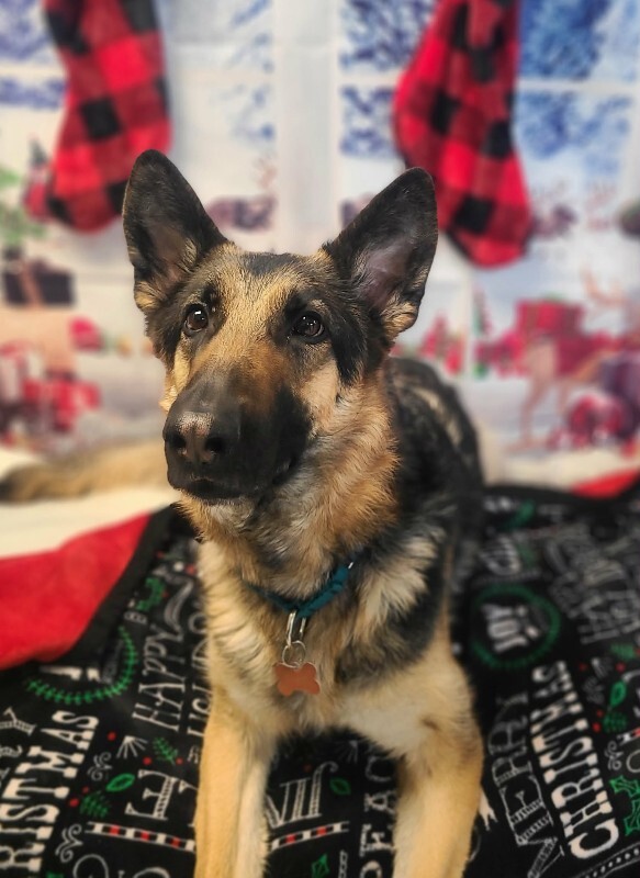 Picture of the Animal Listed