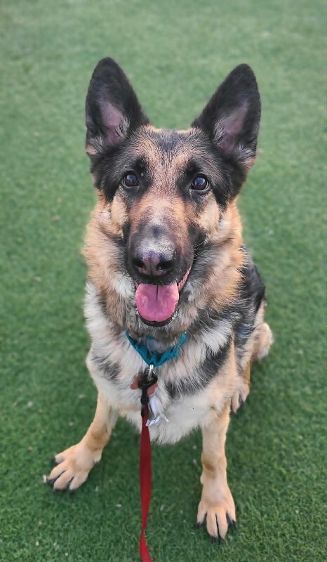 Picture of the Animal Listed