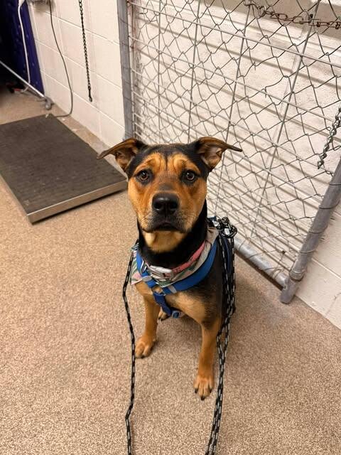 Picture of the Animal Listed