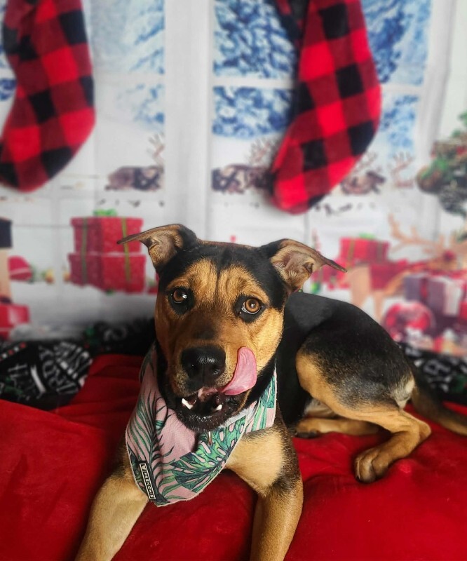 Picture of the Animal Listed