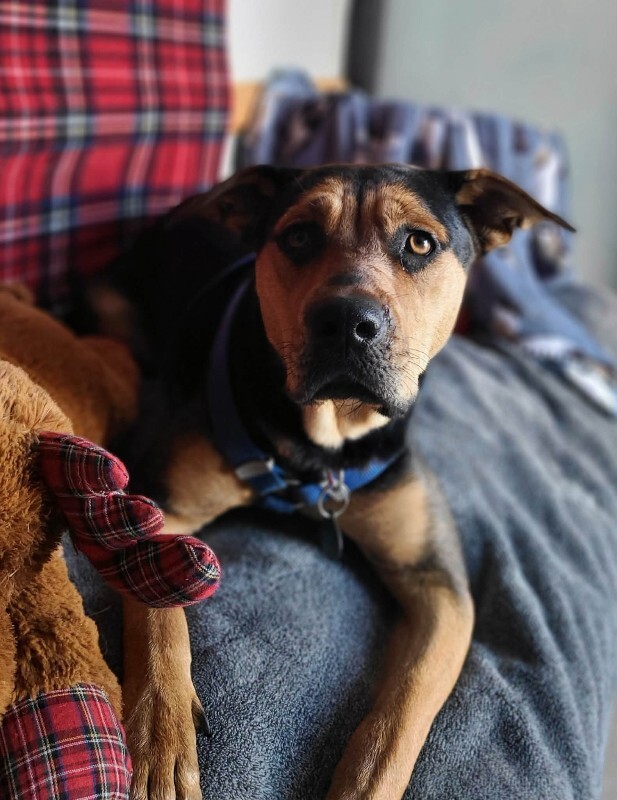 Picture of the Animal Listed