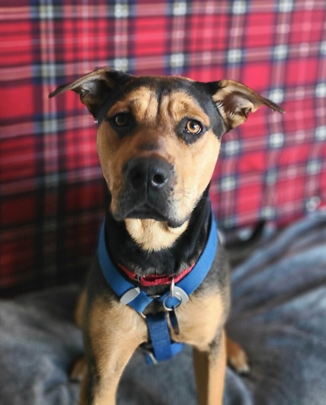 Picture of the Animal Listed